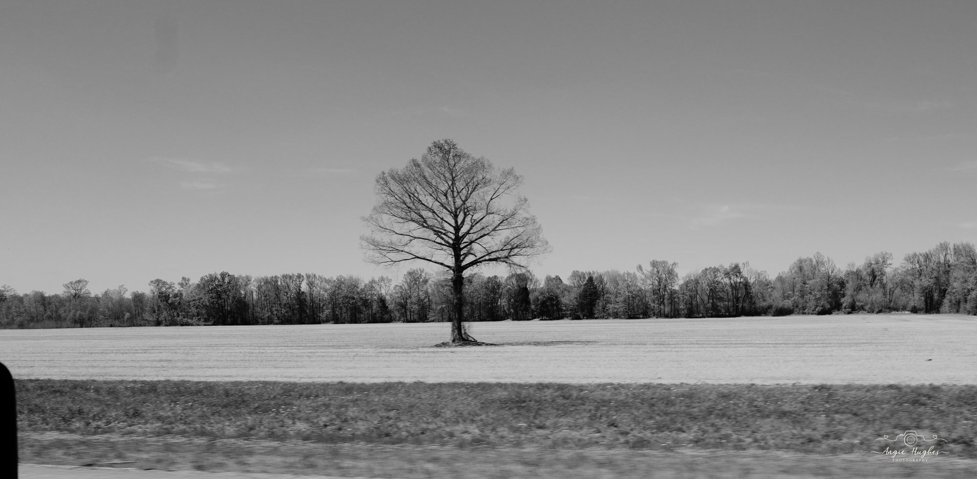 Lone Tree